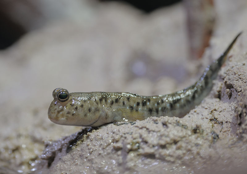 Indian dwarf mudskipper