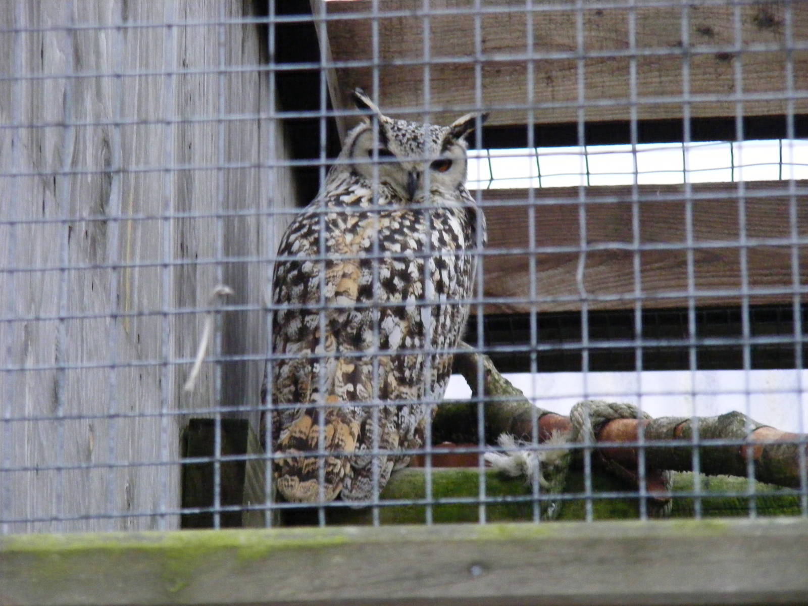 Indian eagle owl at Woburn Safari Park, 14 November 2010