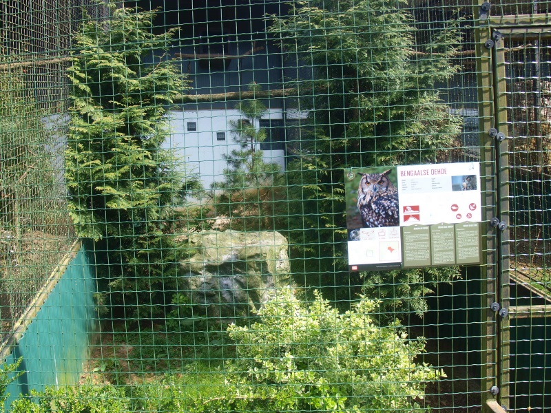 Indian eagle-owl aviary (April 19th, 2015)