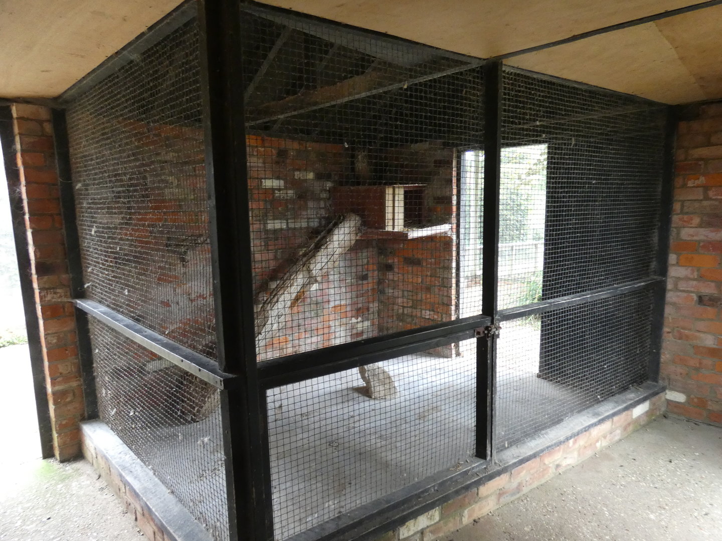 Indian eagle-owl aviary