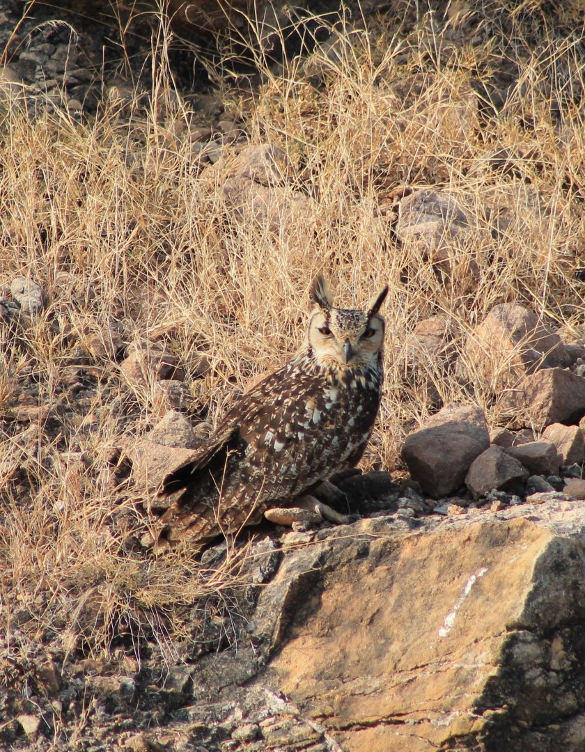 Indian Eagle Owl (Bubo bengalensis)