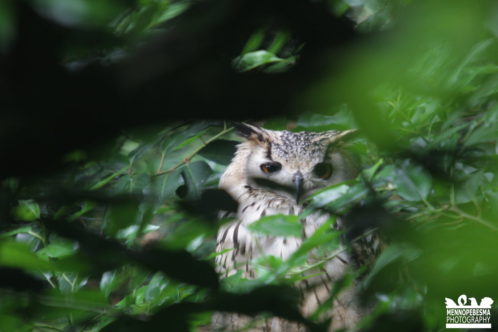 Indian eagle-owl (Bubo bengalensis)