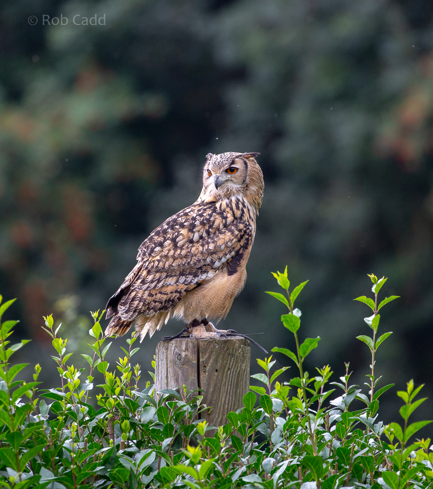 Indian eagle-owl : Cotswold Falconry Centre : 04 Sep 2020