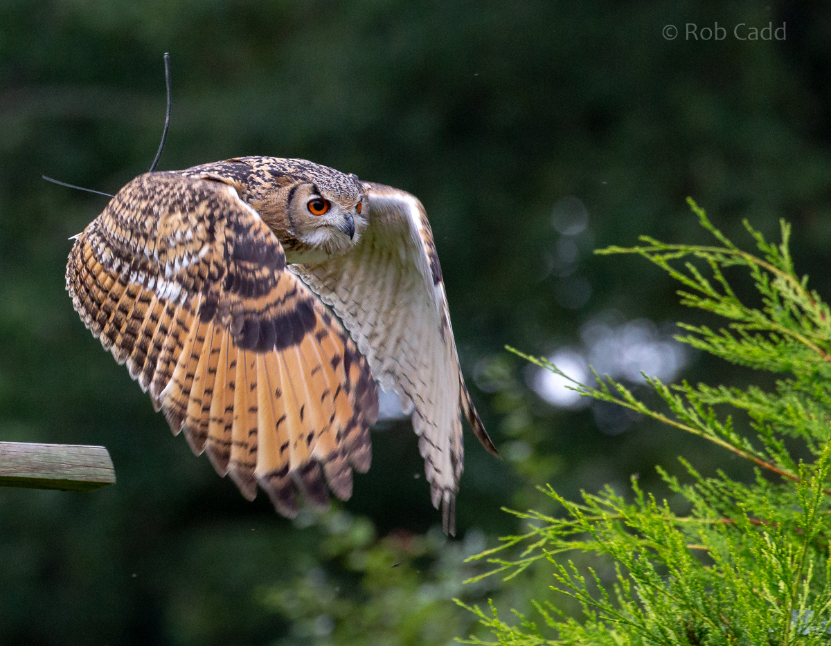 Indian eagle-owl : Cotswold Falconry Centre : 04 Sep 2020
