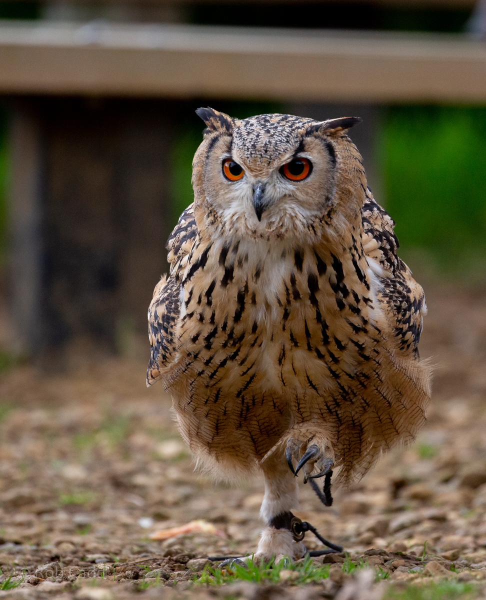 Indian eagle-owl : Cotswold Falconry Centre : 04 Sep 2020
