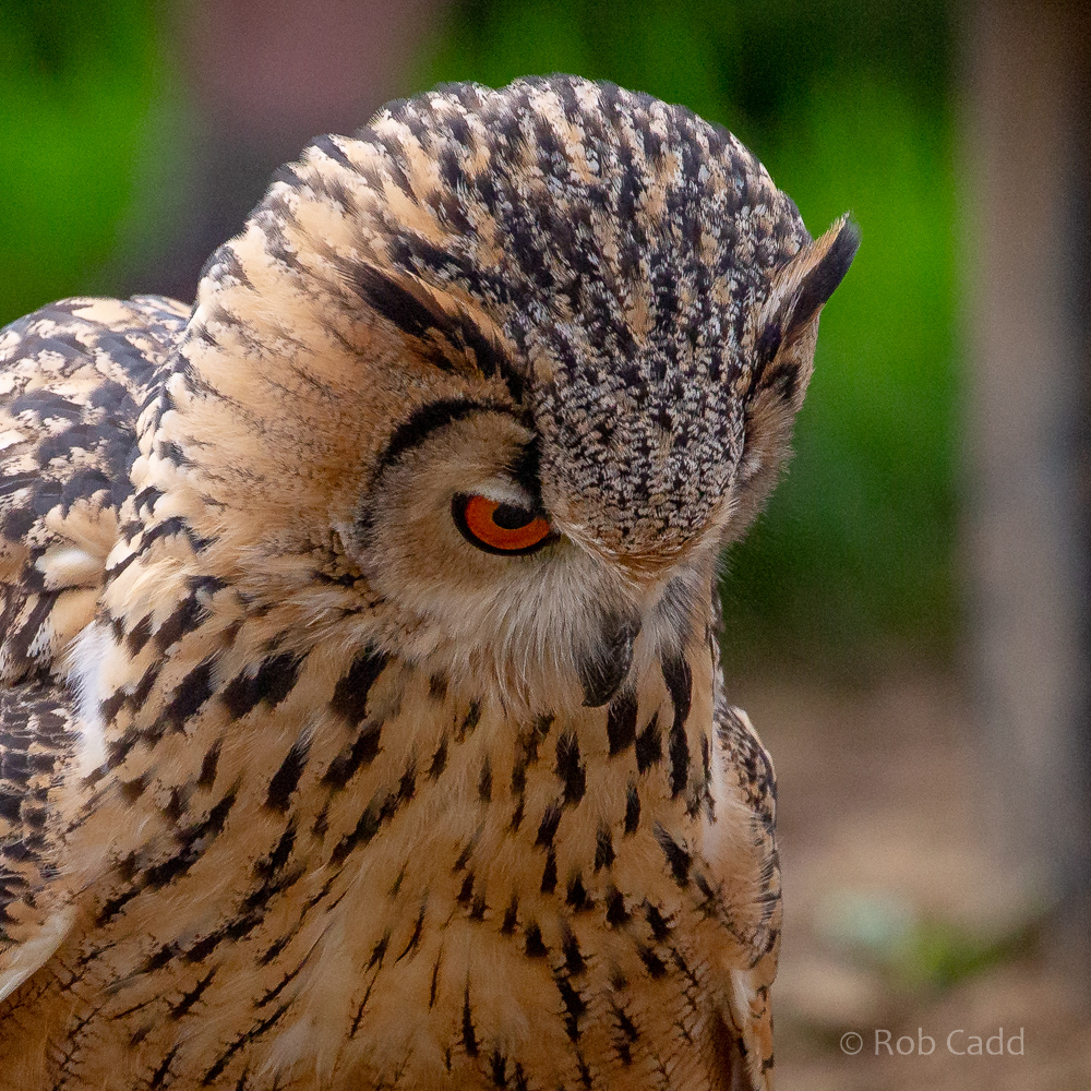 Indian eagle-owl : Cotswold Falconry Centre : 04 Sep 2020
