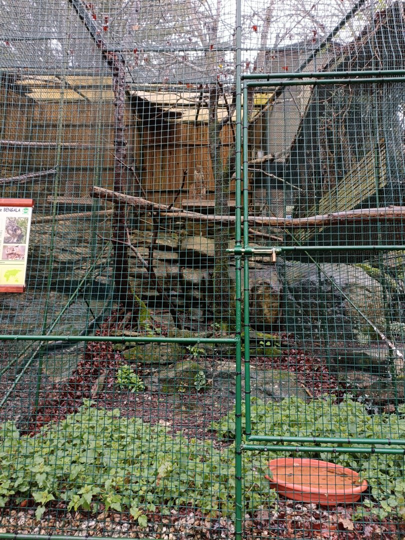 Indian eagle owl exhibit- Avifauna Lugo