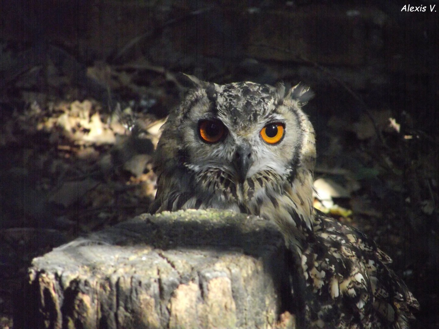 Indian Eagle-Owl - Zooparc de Beauval, 09/08/2025
