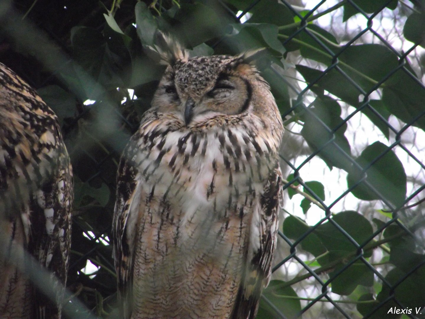 Indian Eagle-Owl - Zooparc de Beauval - 12/01/2025