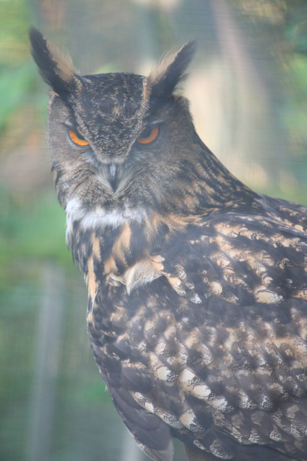 Indian eagle owl?