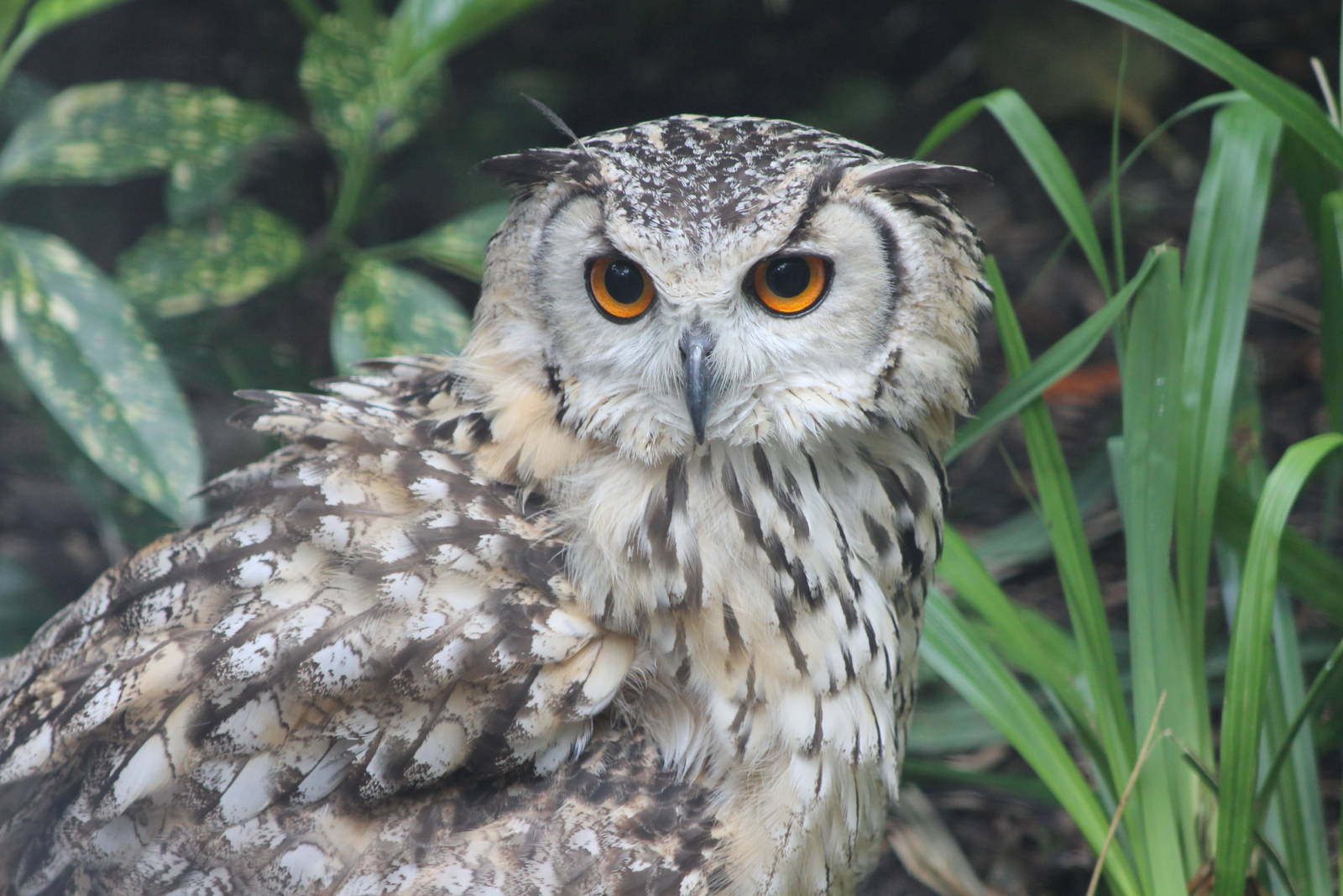 Indian Eagle owl