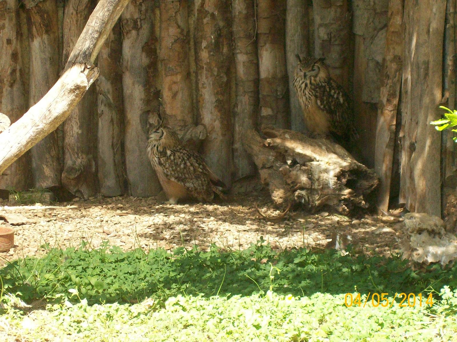 Indian eagle-owl