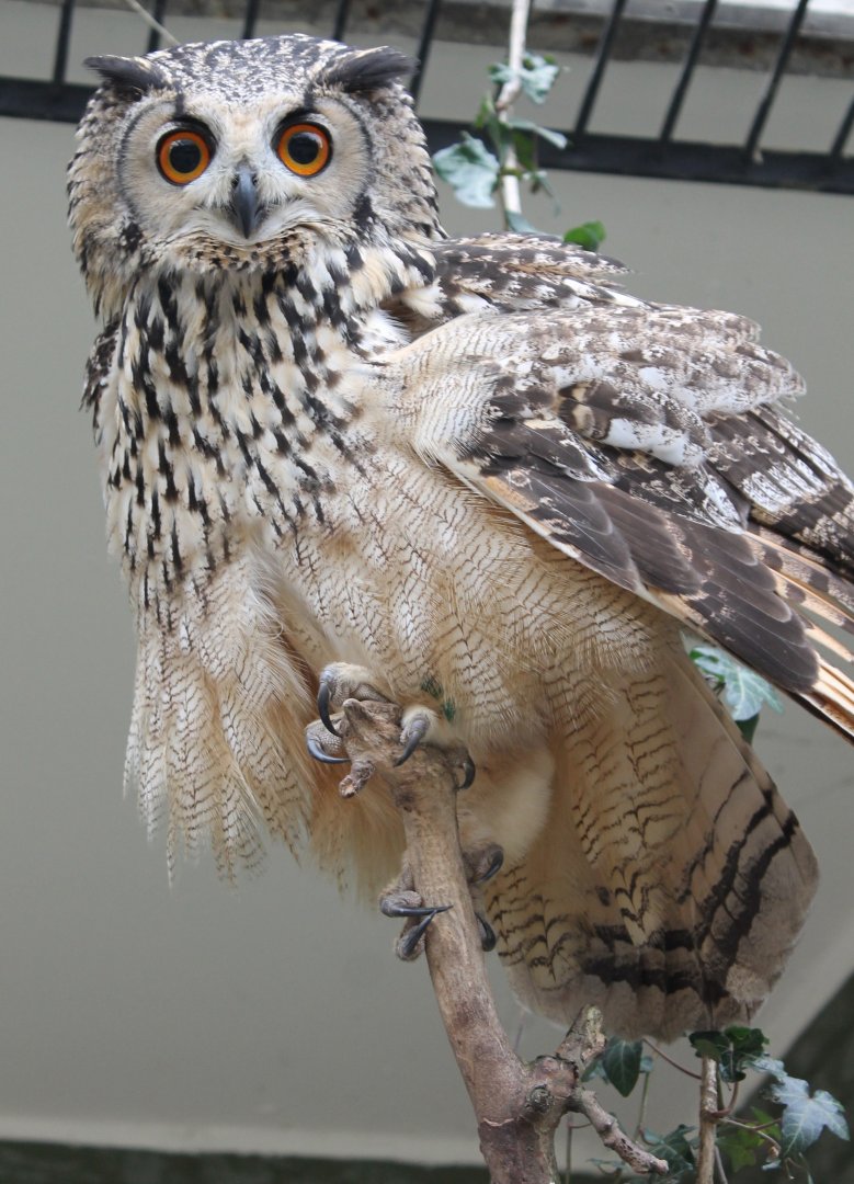Indian eagle-owl