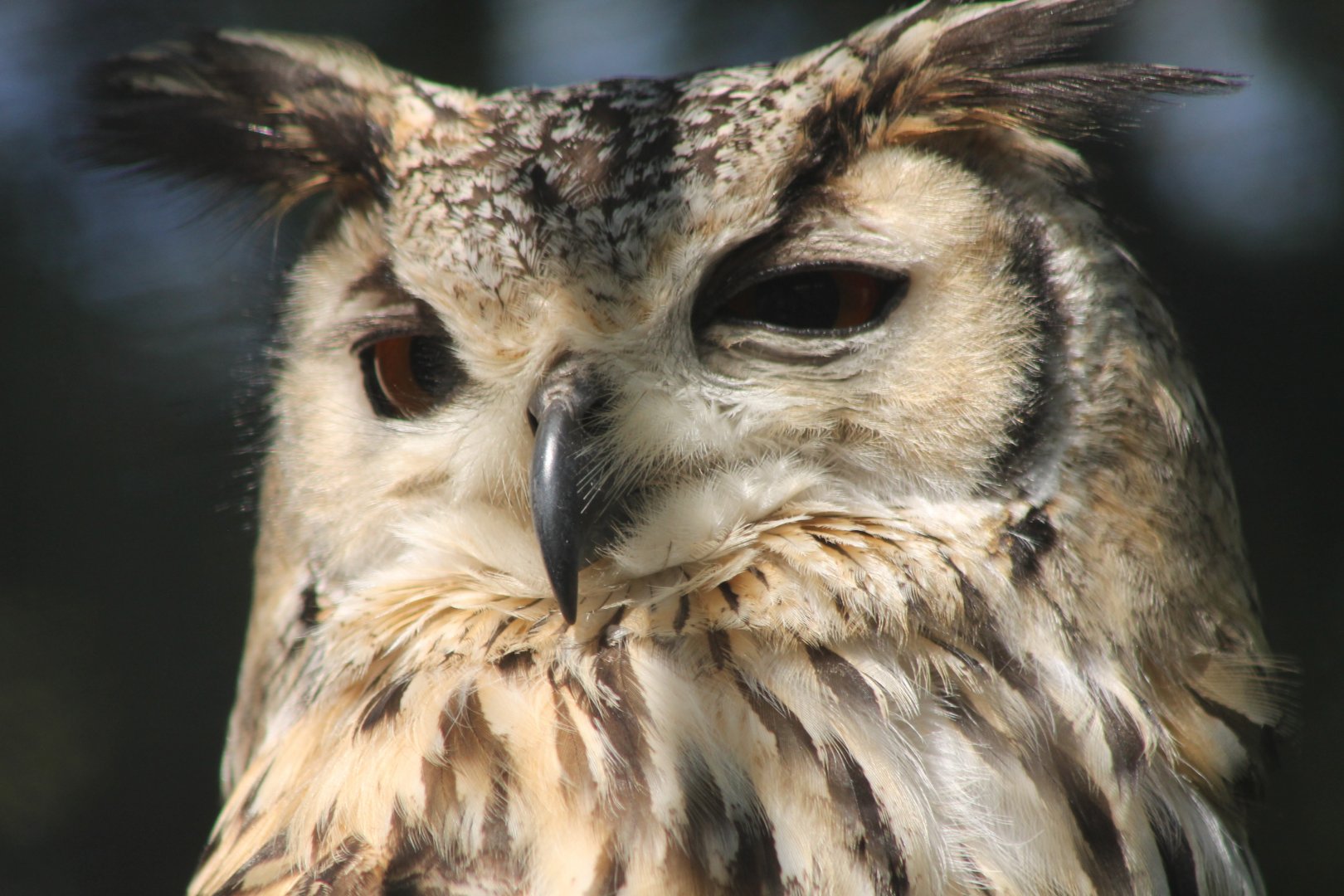 Indian eagle owl