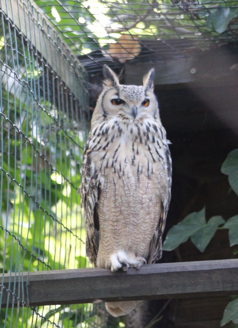 Indian eagle-owl