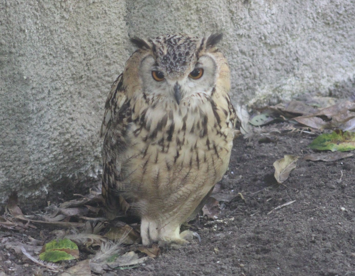 Indian eagle-owl