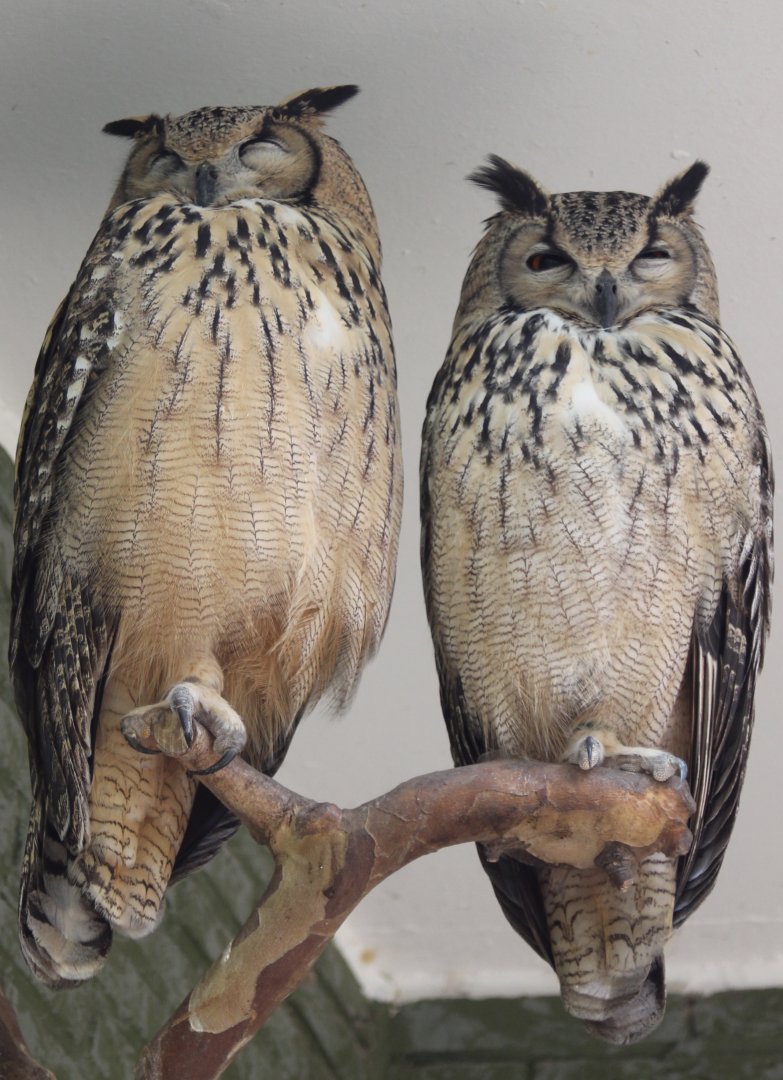 Indian eagle-owls
