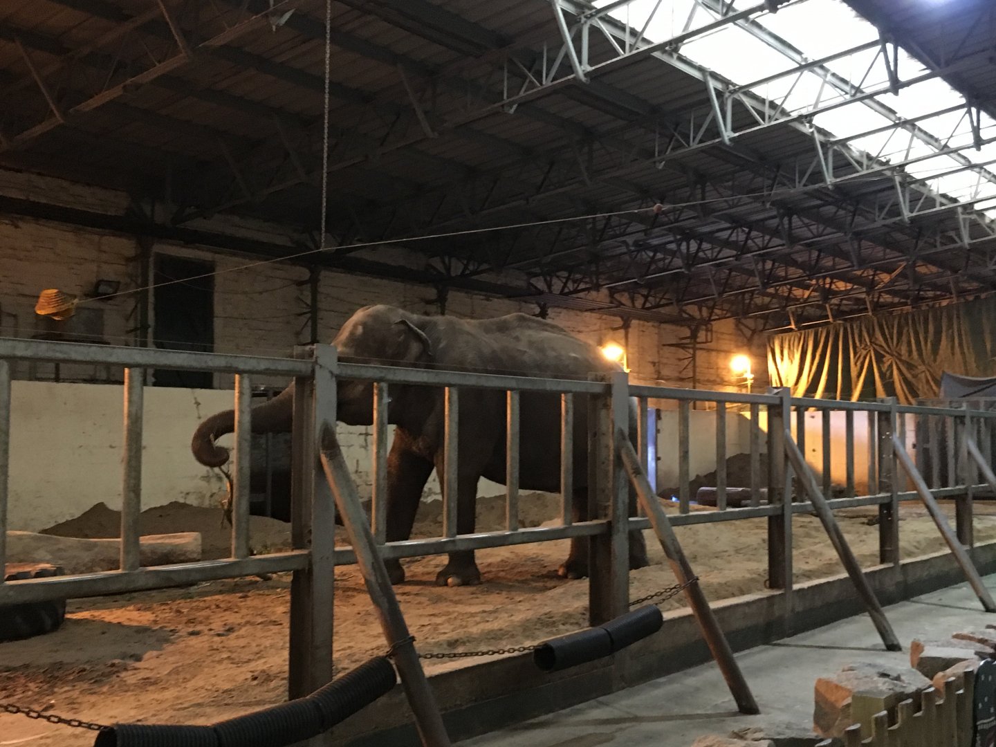 Indian elephant 040817