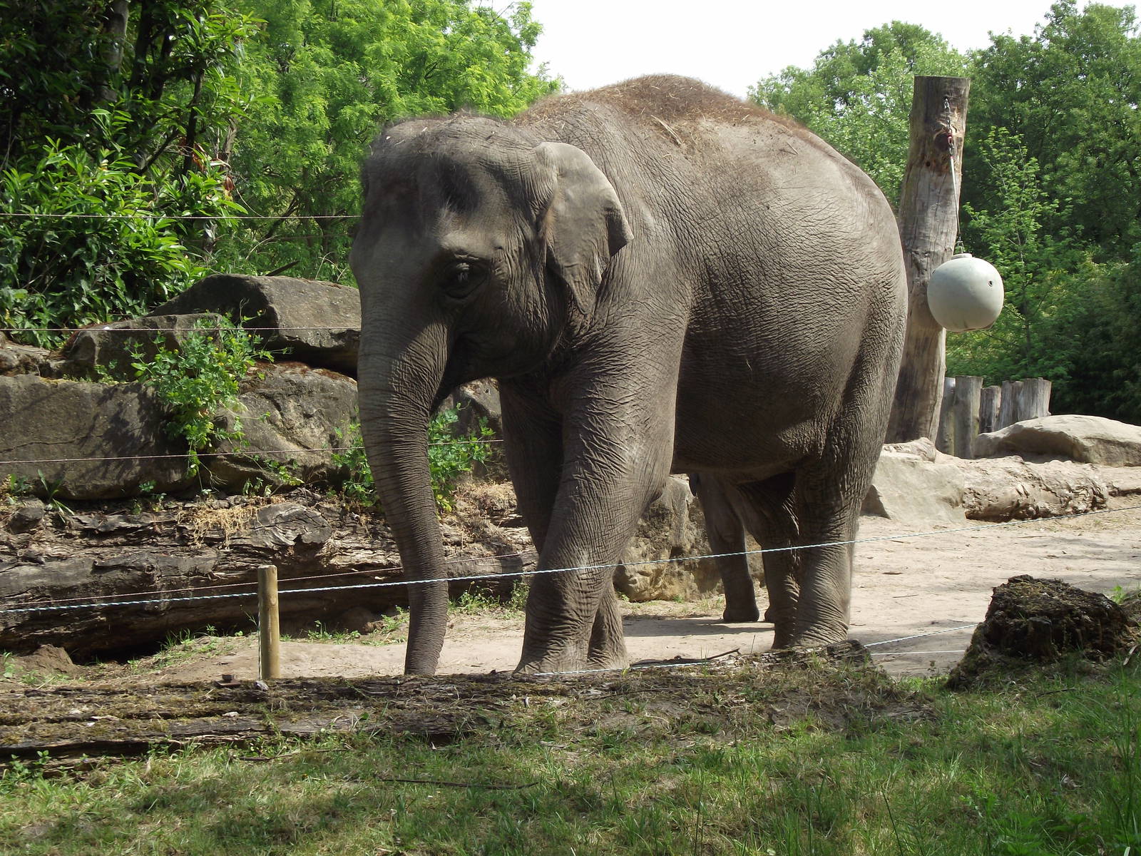 indian elephant 070511