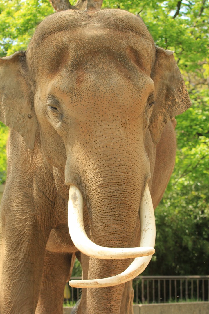 Indian Elephant (April 2018)