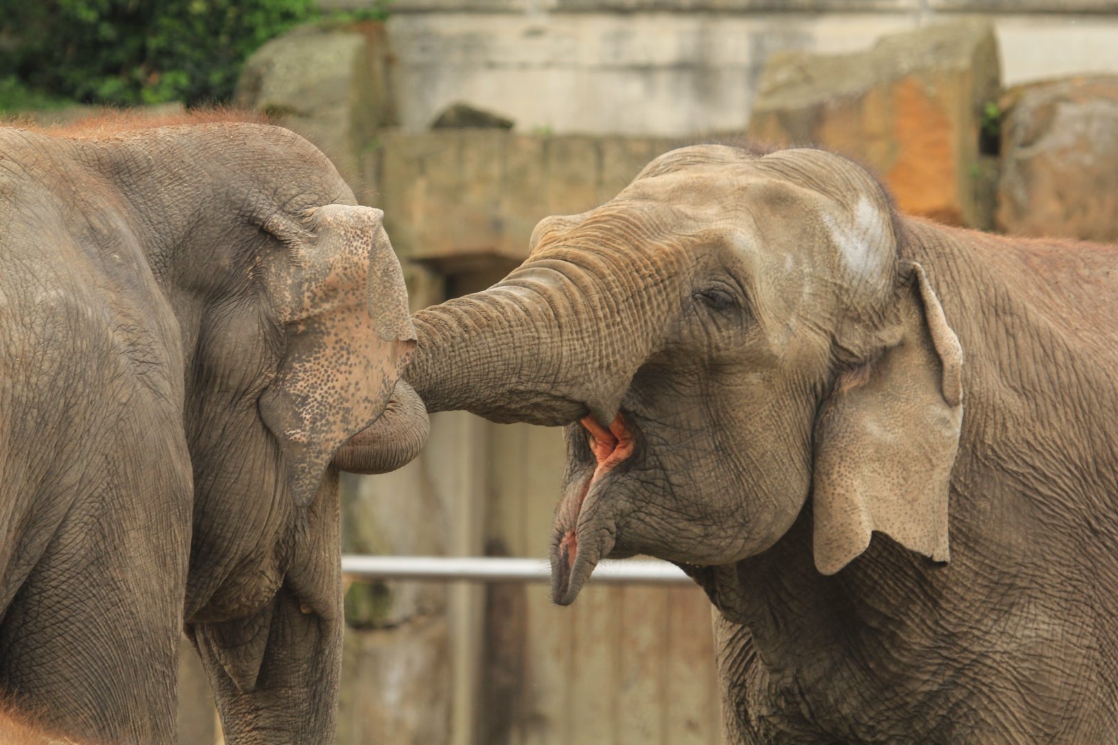 Indian elephant (April 2018)