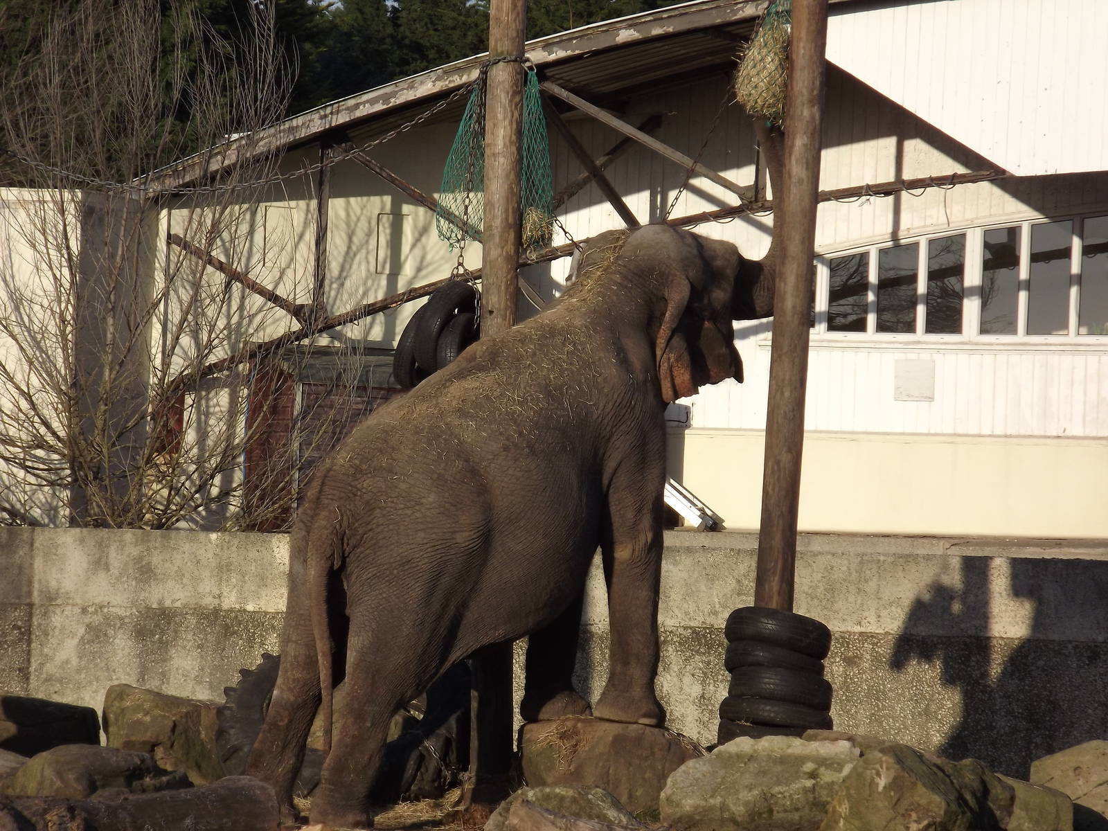 Indian elephant at Blackpool Zoo 15/01/12