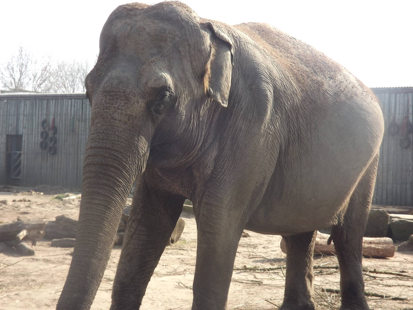 Indian Elephant at Blackpool Zoo 25/03/12