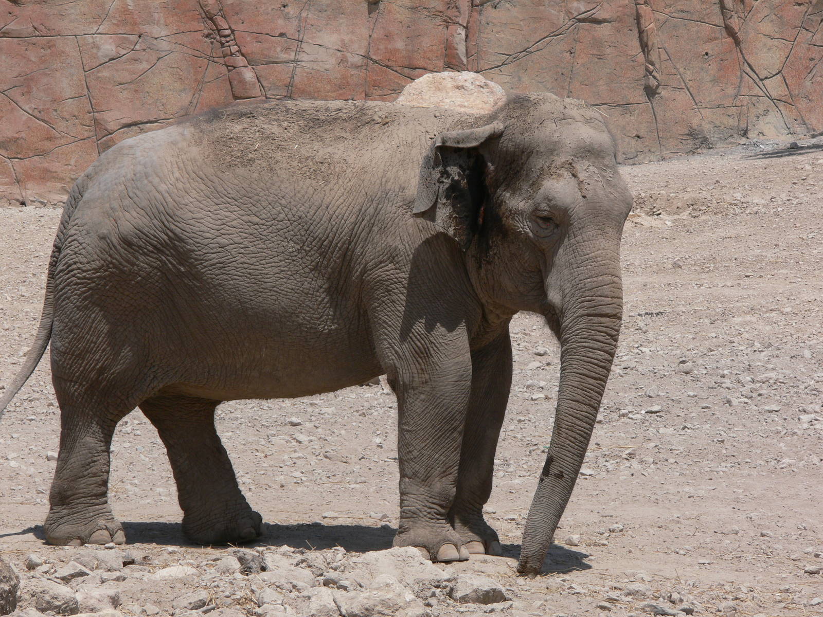 Indian Elephant at Terra Natura, 03/08/14