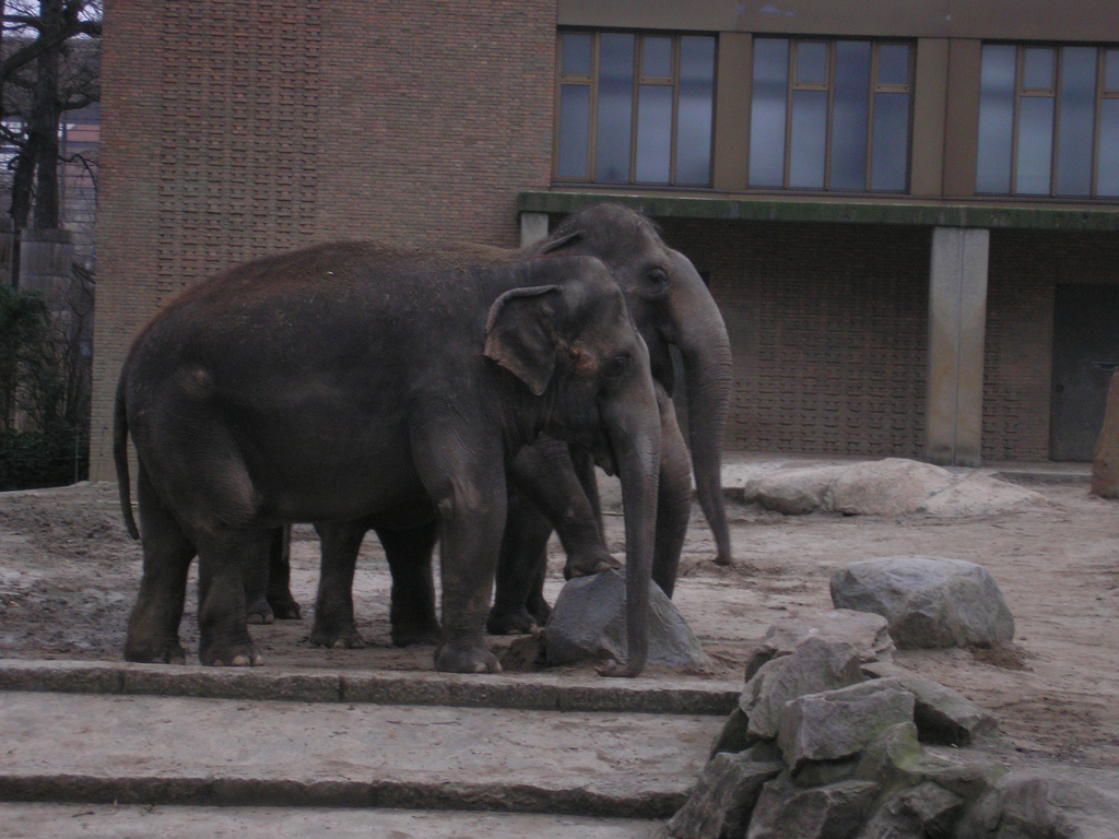 Indian Elephant, Berlin Zoo, Feb 2007