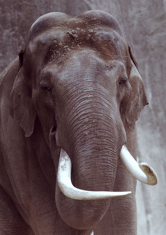 Indian elephant bull 1972