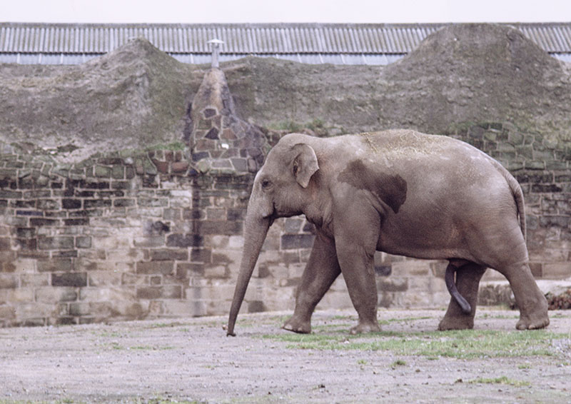 Indian elephant bull 1973