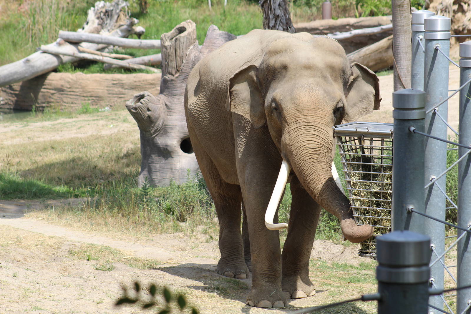 Indian Elephant Bull