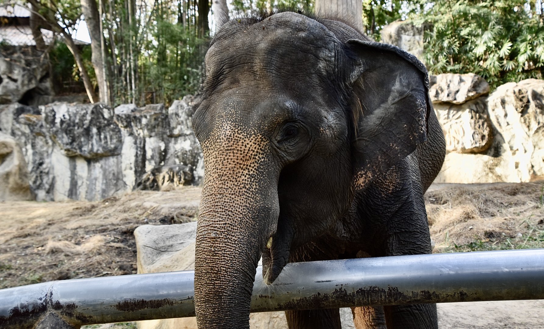 Indian Elephant (Elephas maximus indicus) female
