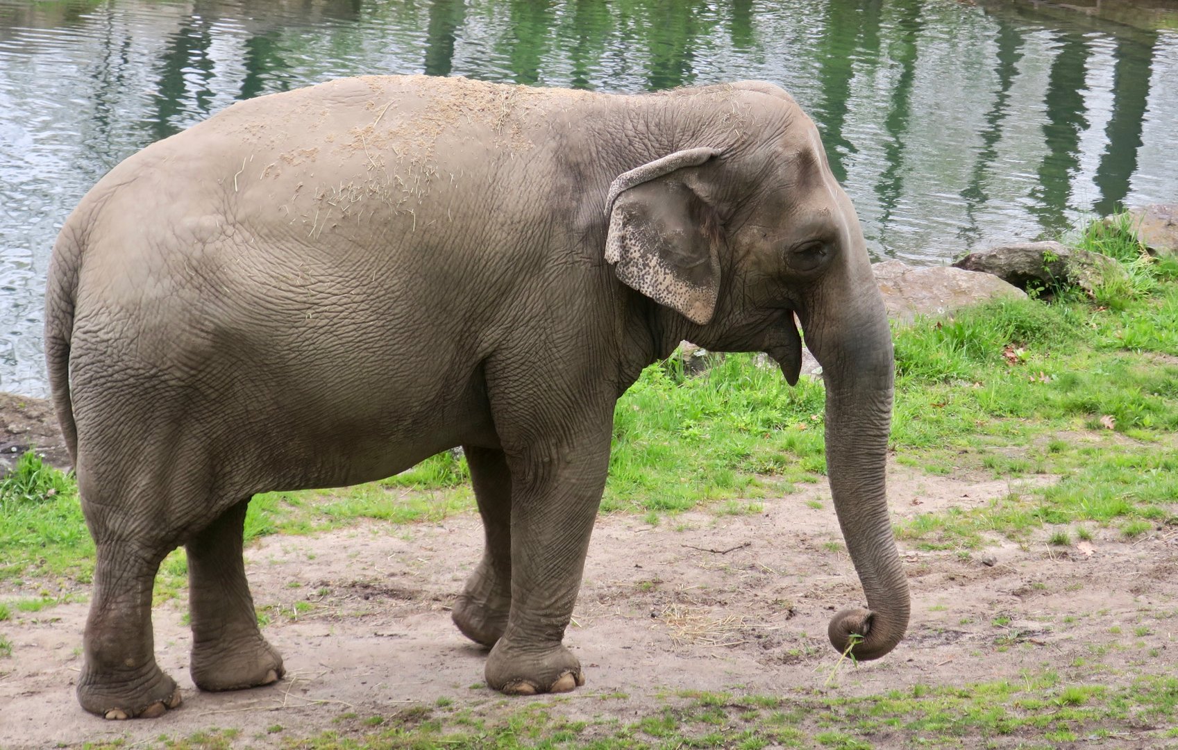 Indian Elephant (Elephas maximus indicus) "Happy"