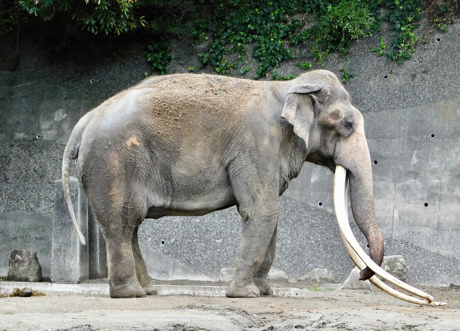 Indian Elephant (Elephas maximus indicus) November 1, 2025