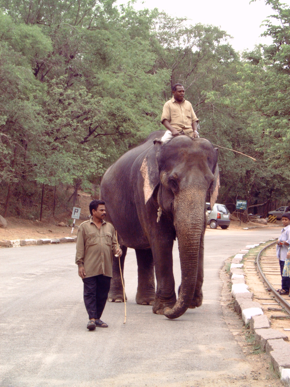 Indian Elephant (Elephas maximus indicus)