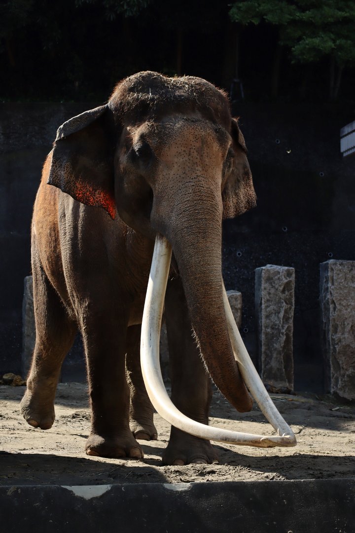 Indian elephant (Elephas maximus indicus)