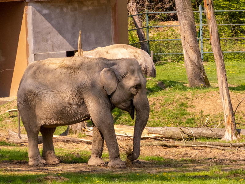 Indian elephant (Elephas maximus indicus)