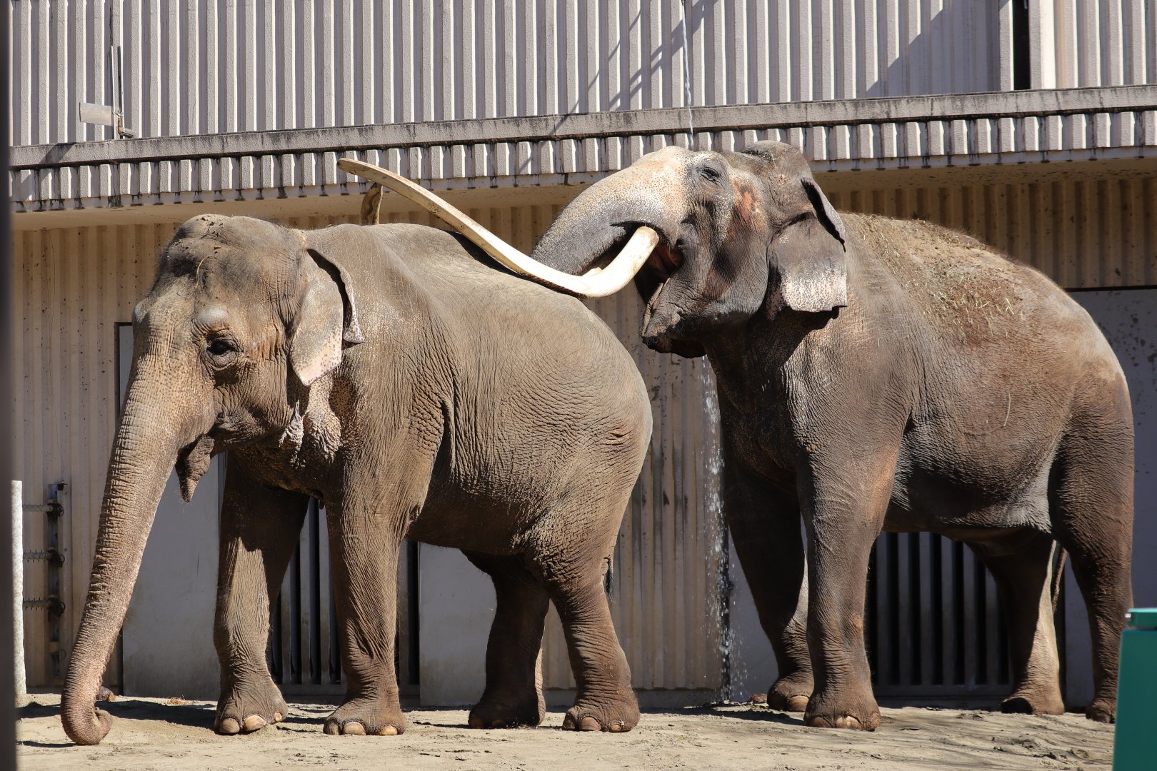 Indian elephant (Elephas maximus indicus)
