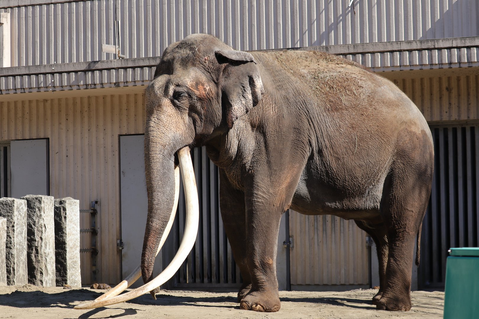 Indian elephant (Elephas maximus indicus)