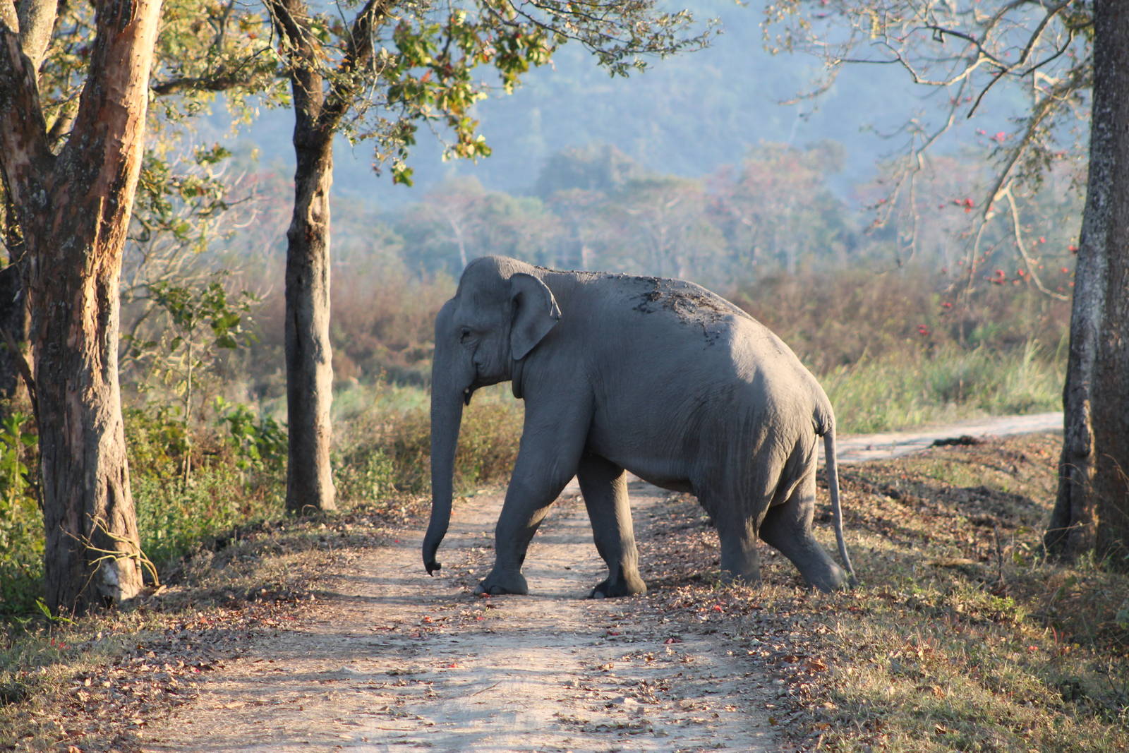 Indian Elephant (Elephas maximus)
