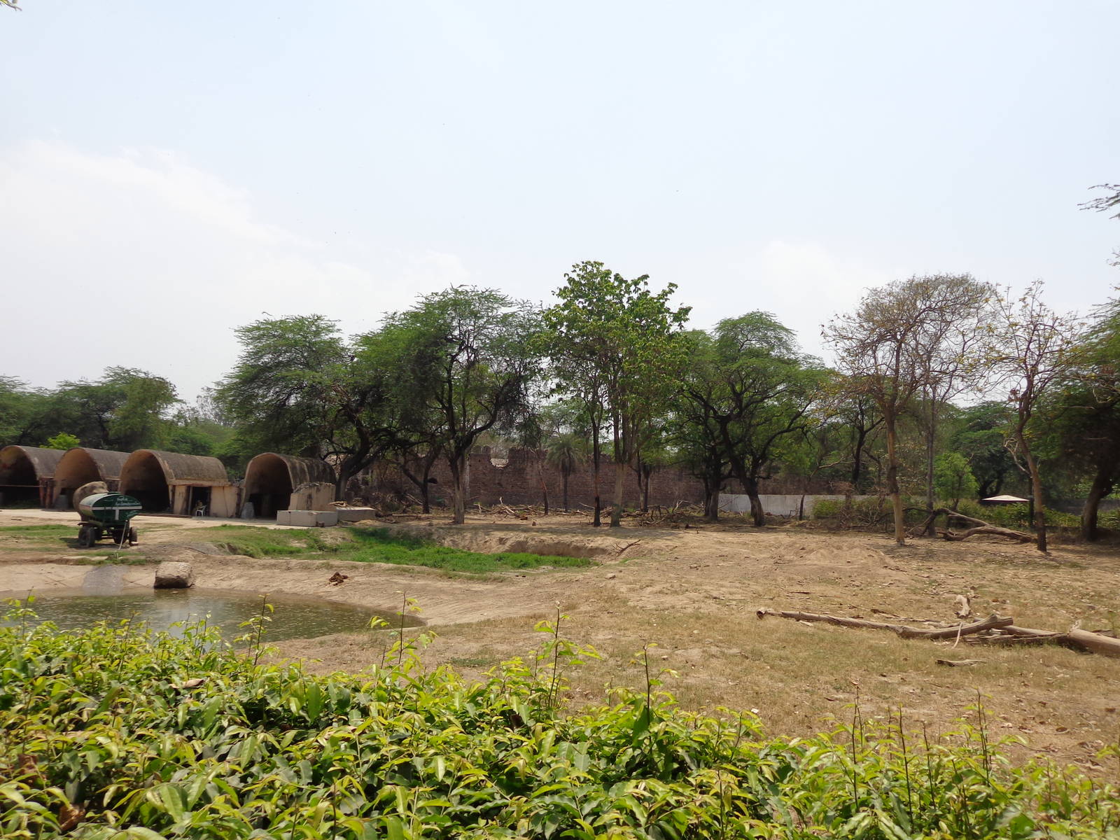 Indian Elephant Exhibit Angle #2