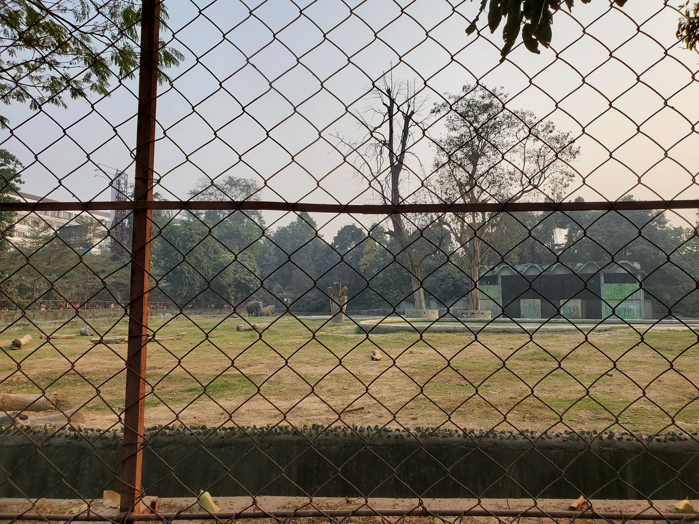 Indian Elephant Exhibit - January 2023