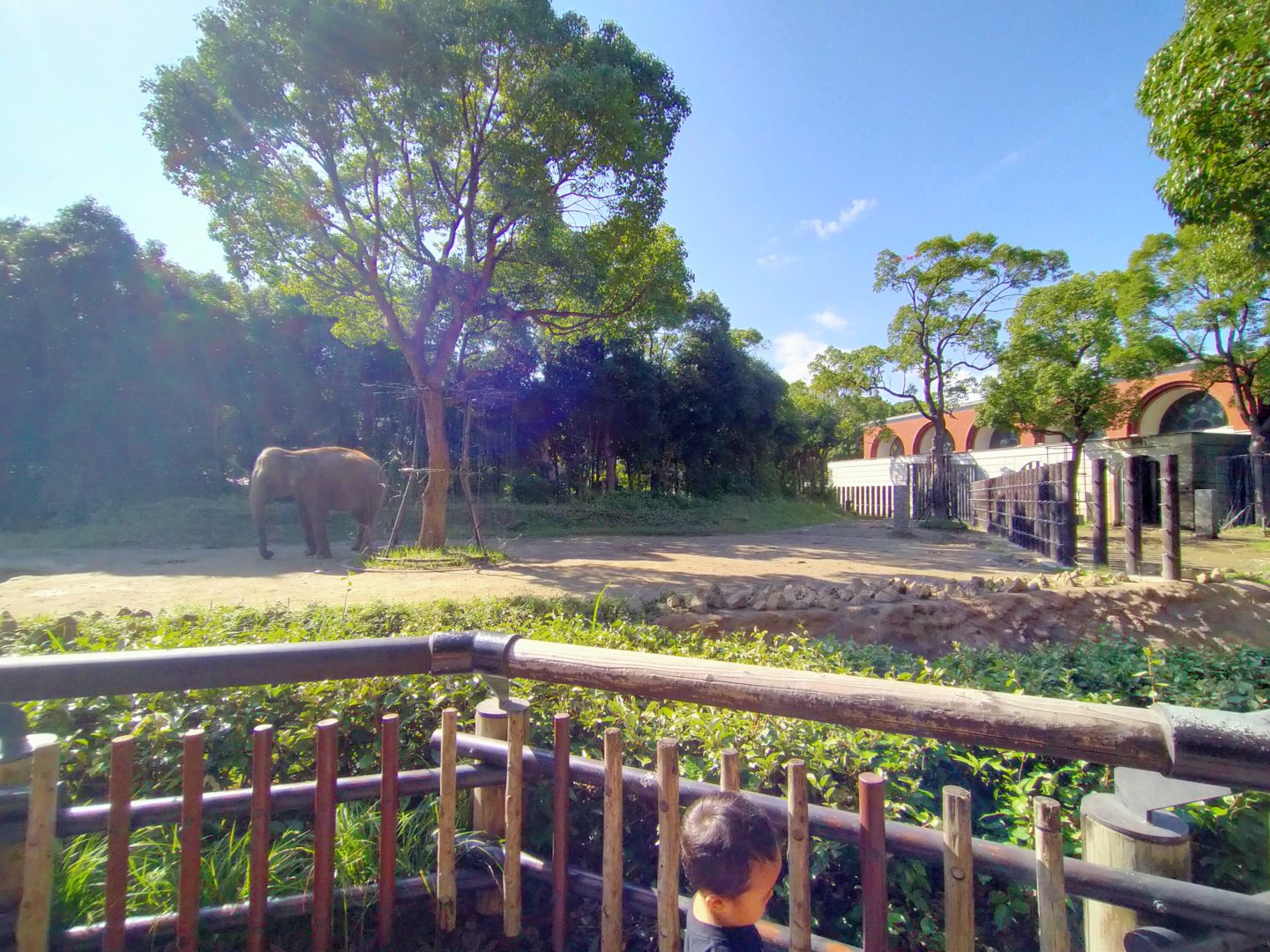 Indian elephant exhibit
