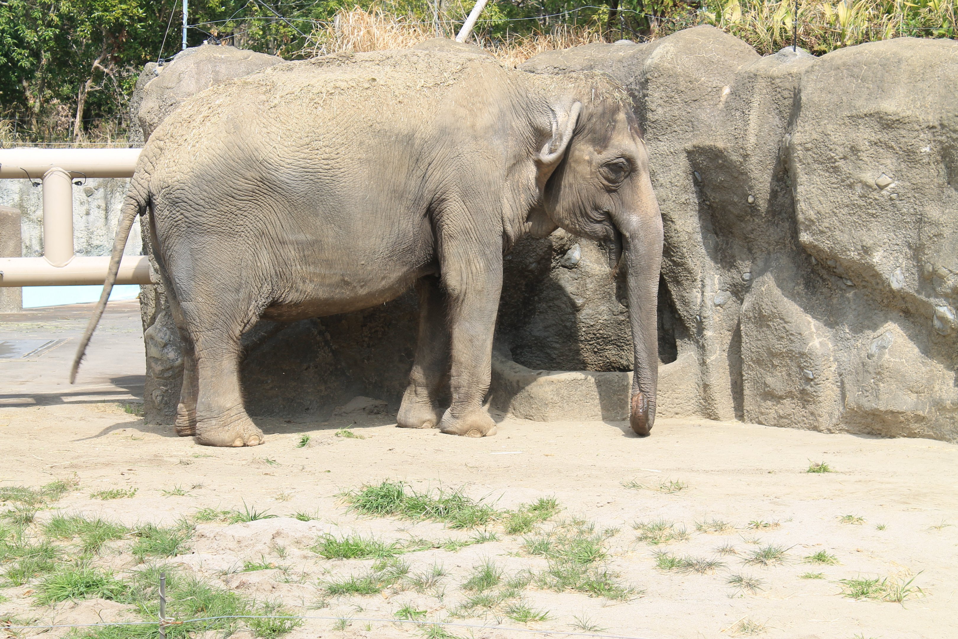 Indian Elephant - Hirakawa Zoo (Kagoshima)