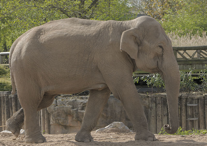 Indian elephant - Jangoli