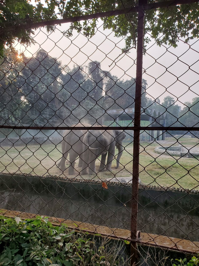 Indian Elephant - January 2023