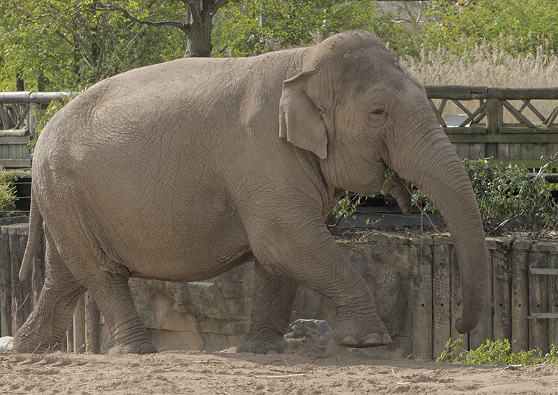 Indian elephant - Maya