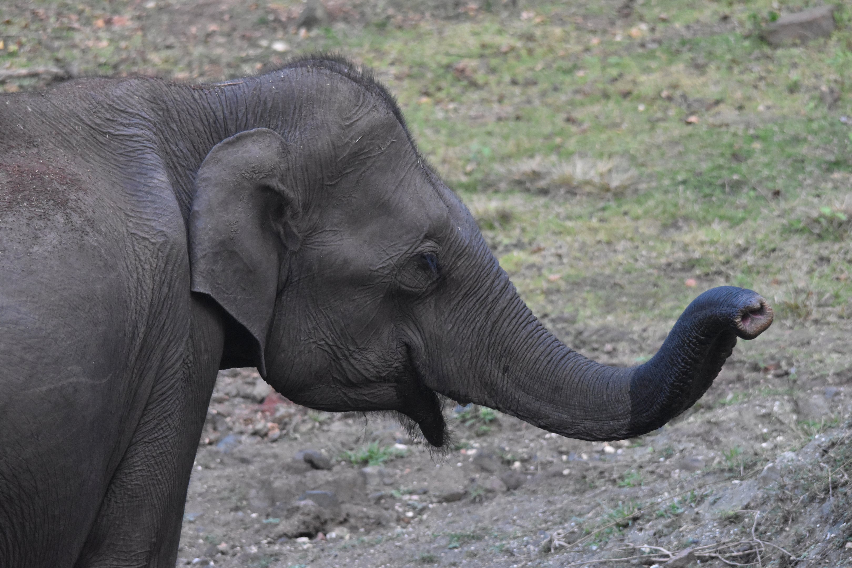 Indian Elephant, Nagarahole Tiger Reserve, 19th November 2024