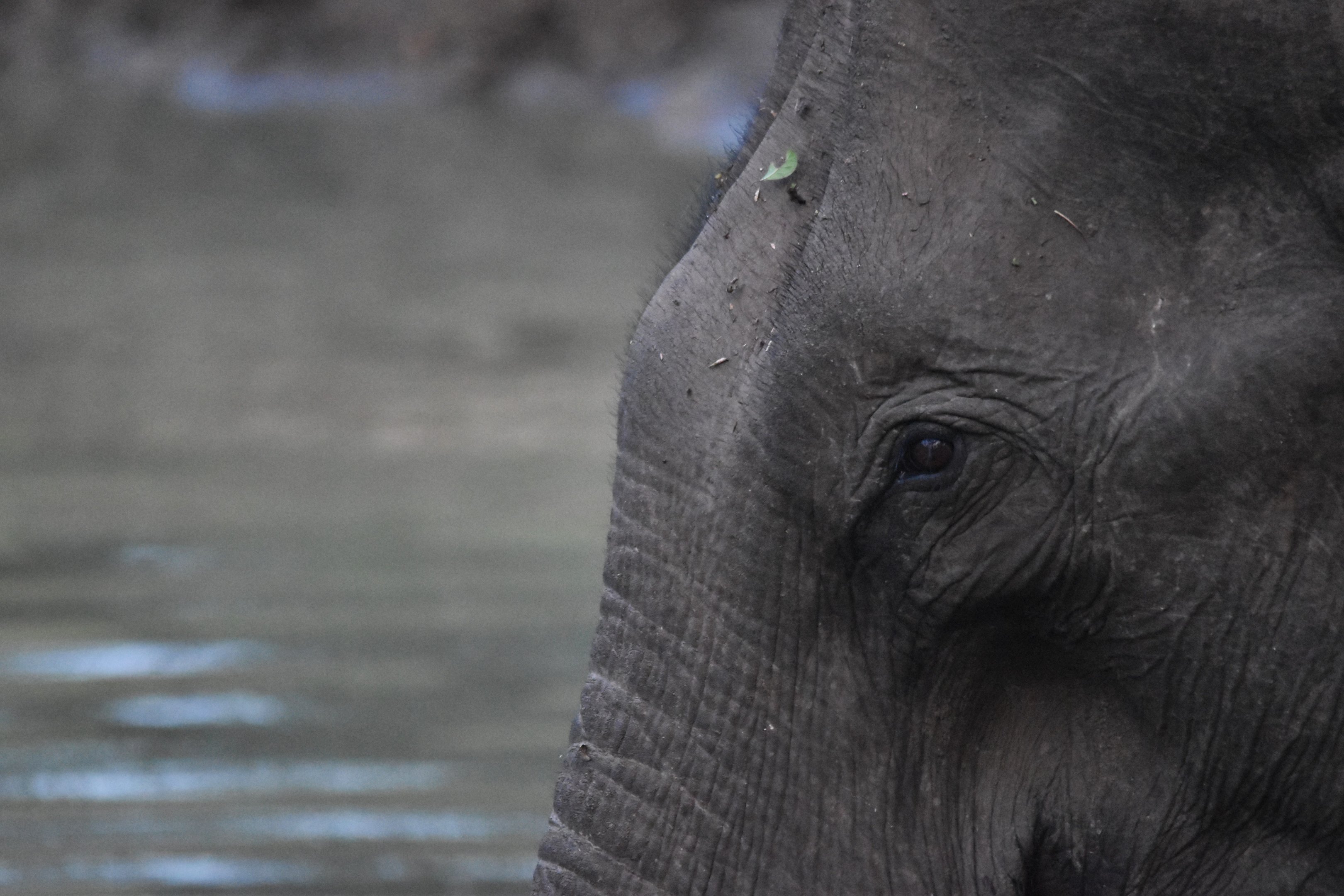 Indian Elephant, Nagarahole Tiger Reserve, 19th November 2024